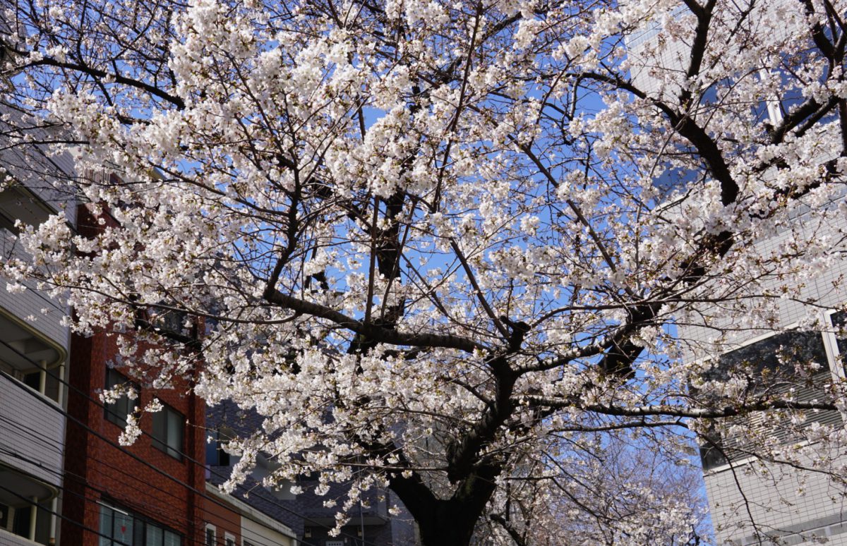 春の桜カラー
